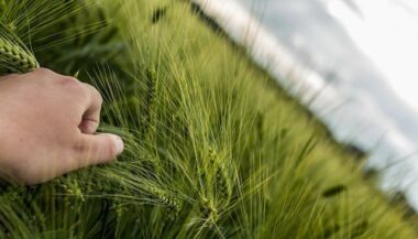 Agriculture: 50% des superficies à céréales ont été emblavées au cours des 10 derniers jours