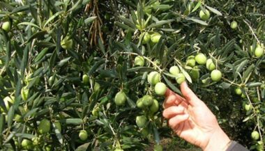 Plus d'un million d’hectares d'oliviers au Maroc en 2016