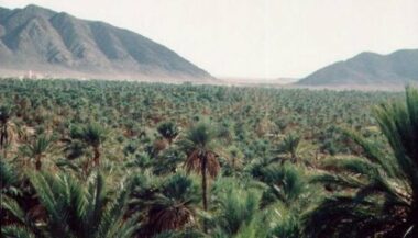 85% des palmiers dattiers au Maroc se trouvent à Drâa-Tafilalet