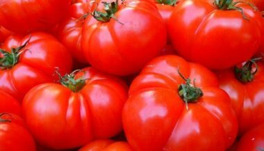 La tomate marocaine bloquée au port de Saint-Pétersbourg