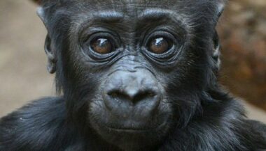 Quelque 60% des primates menacés d'extinction dans le monde