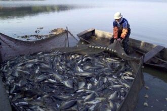 Sardine. Hausse des prix des captures destinées à l’industrie