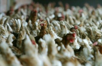 Marché de gros volaille. A Casablanca, les activités vente et abattage seront enfin séparées