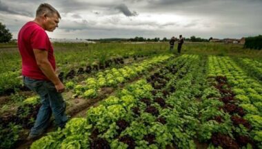 Agriculture bio: Les surfaces et conversions continuent de progresser en 2016