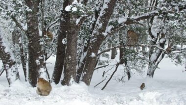Splendide. En images 360°: Ifrane sous la neige