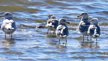 Océans: il est déjà trop tard pour effacer les dégâts causés par l'homme