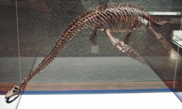 Plésiosaure marocain vendu à Paris: que peut faire le Maroc?