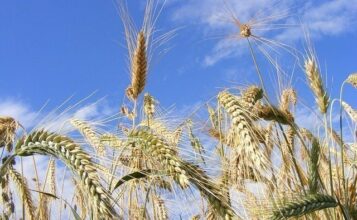 Céréaliculture. Au pire, la campagne sera moyenne