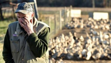 Grippe aviaire: 360.000 canards abattus préventivement en France