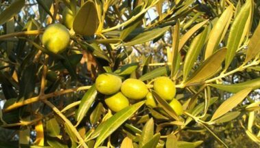 Olivier: Le Maroc en vigilance contre Xylella Fastidiosa