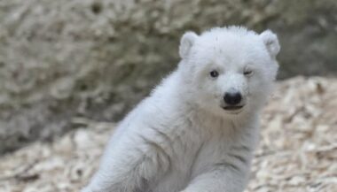 Un bébé ours polaire présenté au zoo de Munich (vidéo)