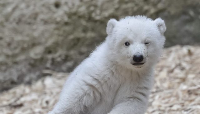 Un Bebe Ours Polaire Presente Au Zoo De Munich Video Medias24