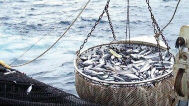 Méduses, poissons tropicaux, sardines…: Le réchauffement affecte déjà les mers marocaines