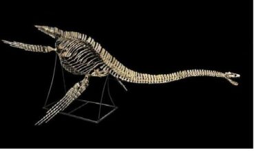 Vente d'un squelette de plésiosaure marocain à Paris: Une association marocaine interpelle les autorités