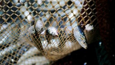Le côté obscur de l'aquaculture, un rapport franco-américain