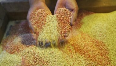 Le génome du quinoa décrypté, sa culture devrait être facilitée