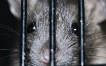 Casablanca. La dératisation et la désinsectisation coûtent 20 MDH à la ville