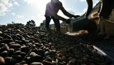Cacao: La chute des cours, &ldquo;bombe sociale&rdquo; en Côte d'Ivoire