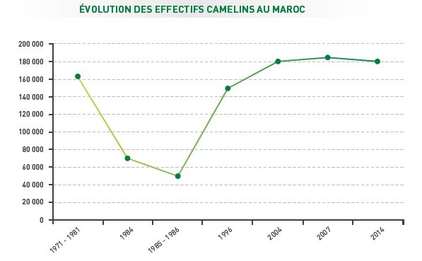 A Smara et Bir Gandouz, caravane OCP en faveur de l’élevage camelin A Smara et Bir Gandouz, caravane OCP en faveur de l’élevage camelin
