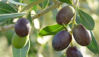 Tiznit: lancement d'un projet de plantation de 400 ha en oliviers