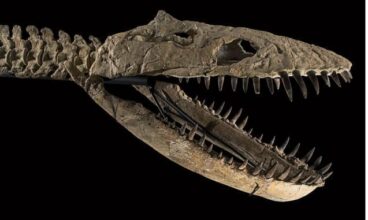 Le plésiosaure marocain retiré de la vente à Drouot