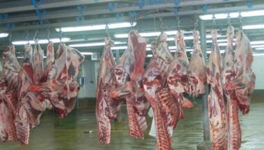 Un centre technologique italo-marocain des viandes rouges à Meknès