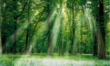 Forêt de Bouskoura. Une zone aménagée de 150 ha ouvrira exceptionnellement dès la mi-mai 2017