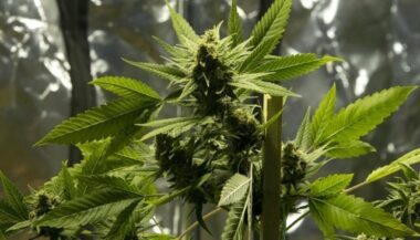 Uruguay: du cannabis dans les pharmacies à partir de juillet