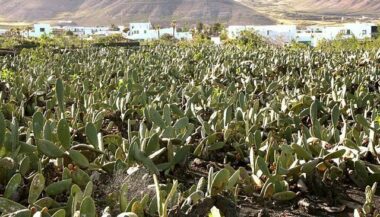 FAO-Maroc: un 4e projet de coopération technique pour lutter contre la &ldquo;cochenille du cactus&rdquo;