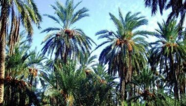 Maroc-Nigéria: une convention pour le développement de la phœniciculture