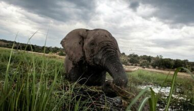 Près de la moitié des sites naturels Unesco victimes de braconnage ou trafic