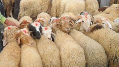 Fièvre aphteuse: le Maroc renforce ses mesures de surveillance