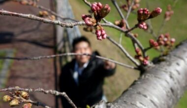 Japon: de l'art d'inspecter les cerisiers en fleurs