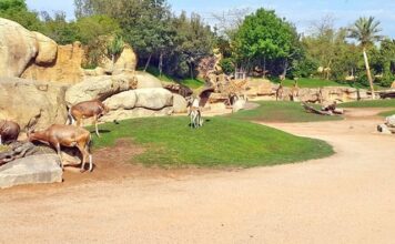 Zoo de Ain Sbaâ. La réouverture est prévue pour mars 2018