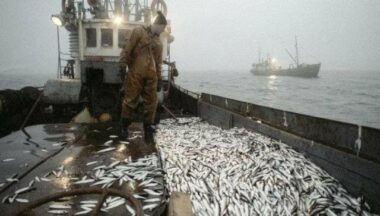 Possible baisse du quota des prises pélagiques de la Russie au Maroc