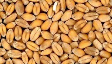 Le prix référentiel du blé rendu moulin est fixé à 280 DH/quintal