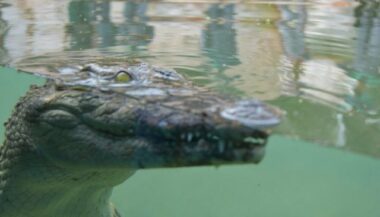 Zoo de Rabat. Arrivée de trois nouveaux crocodiles du Nil (vidéo)