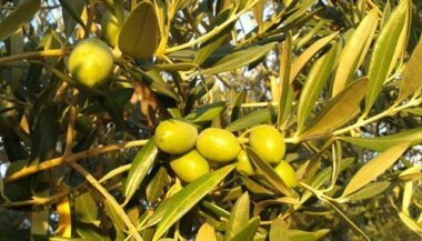 Le village itinérant de l’ONCA fait escale à Taza et Jérada