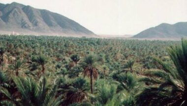 Drâa-Tafilalet: Les espaces oasiens en situation de crise liée au stress hydrique