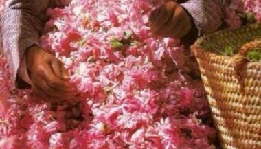 La croissance de la filière de la rose à parfum freinée par la sécheresse