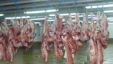 L'abattage sans étourdissement interdit en Flandre à partir de 2019