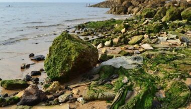 Algues marines: Amélioration du stock et de la valeur en 2017