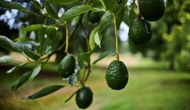 L'avocat, fruit du sud, lance une offensive vers la vieille Europe