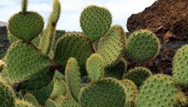 80 MDH pour lutter contre la cochenille du cactus