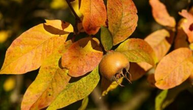 Néflier: 8.000 tonnes récoltées à Berkane