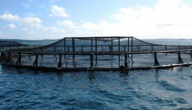 Aquaculture. 60 Ha pour les jeunes entrepreneurs d'Al Hoceima et Chefchaouen