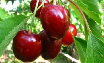 Le festival des cerises de Sefrou du 6 au 9 juillet 2017