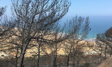 Feux de forêts à Tanger: le maire demandera à la région de financer des équipements de lutte anti-incendie
