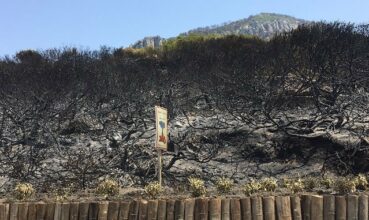 Tanger: près de 15% des forêts du cap Spartel et de Médiouna partent en fumée