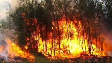 Incendie de Cap Spartel: la préparation de la replantation commence